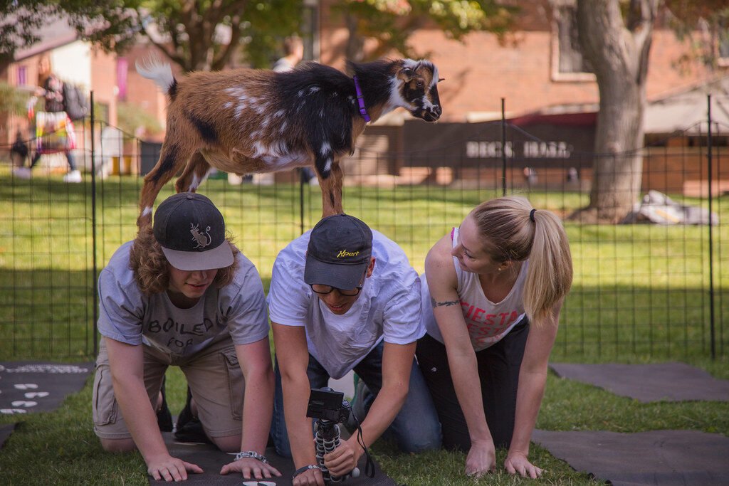Goat yoga campus activities 09 2018
